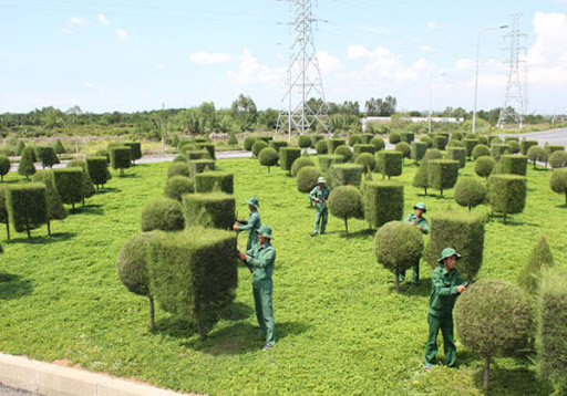 Dịch vụ cây xanh ở Hà Tĩnh dịch vụ cho bạn không gian trong lành